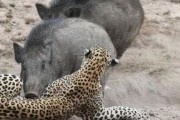 热门爆料野猪视频大全,野性十足！热门爆料野猪视频大全盘点